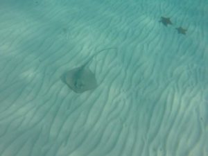 snorkel a cozumel