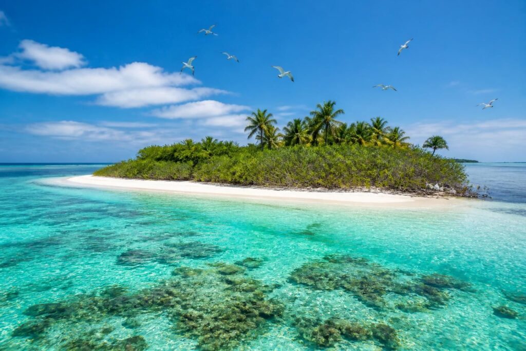 descubre isla contoy, la isla virgen que preserva la belleza natural y el paraíso del caribe mexicano, un refugio exclusivo para amantes de la naturaleza.