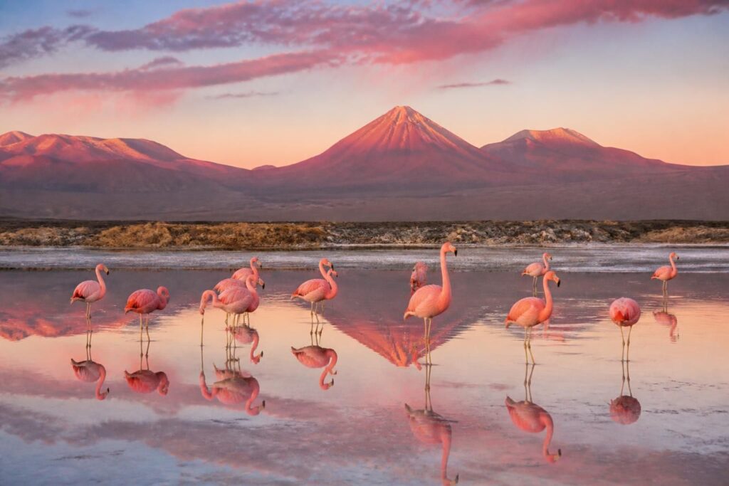descubre la mejor época del año para ver las coloradas más rosadas y disfrutar de un paisaje único e impresionante que te dejará sin aliento.