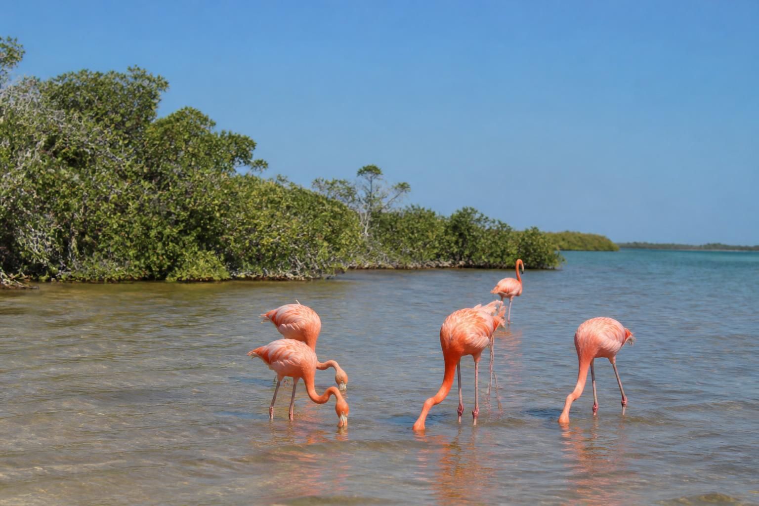 descubre la mejor temporada para ver flamencos en sian ka’an y consejos útiles para disfrutar al máximo su avistamiento en este paraíso natural.