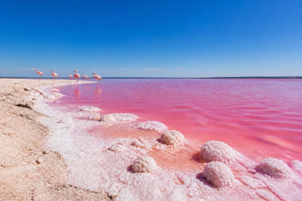 descubre por qué el agua de las coloradas es rosa y qué la hace tan especial, explorando sus características únicas y fenómenos naturales que la convierten en un lugar fascinante.