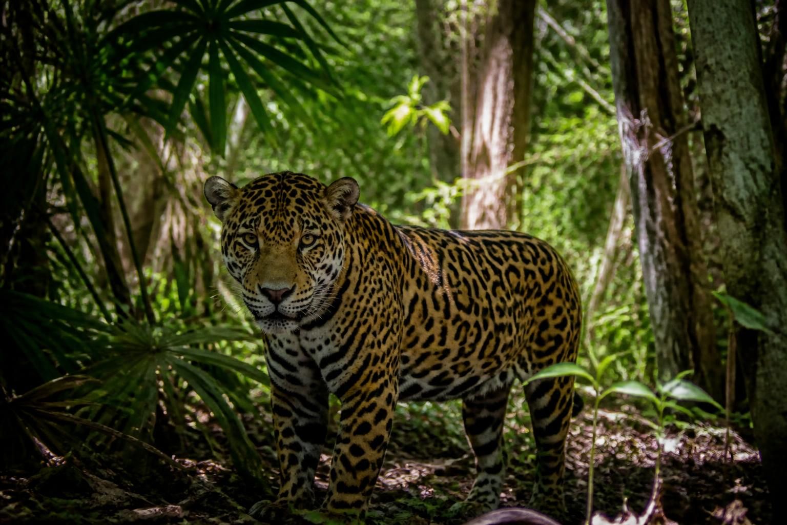 descubre los animales que puedes ver en sian ka'an y los mejores lugares para encontrarlos en esta reserva natural única.