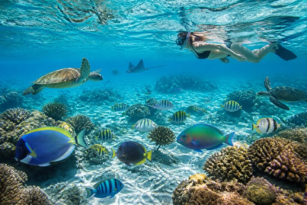 explora el snorkel en isla mujeres y descubre las increíbles especies marinas que podrás observar en sus aguas cristalinas. ¡una aventura submarina única te espera!