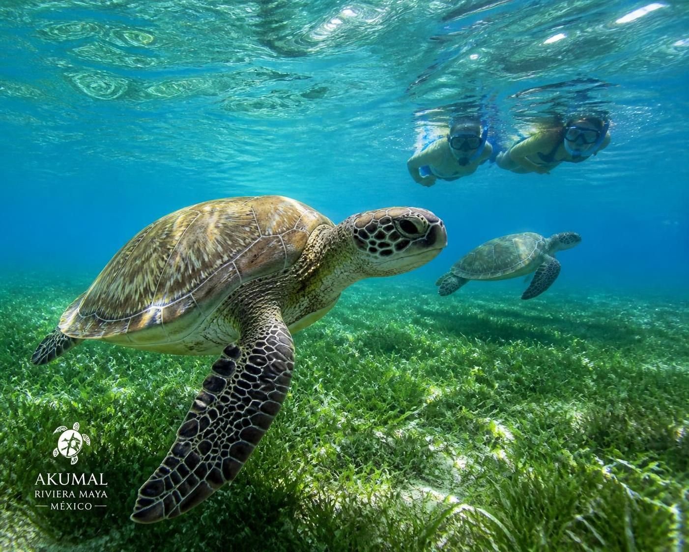 descubre consejos prácticos para nadar junto a tortugas marinas respetando y protegiendo el ecosistema marino. aprende cómo disfrutar de esta experiencia sin dañarlo.