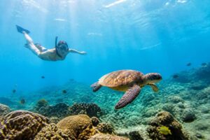 Consejos para nadar con tortugas sin dañar el ecosistema marino