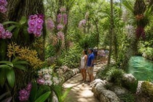 Descubre el museo viviente de orquídeas en Xcaret: un paraíso para los amantes de la naturaleza