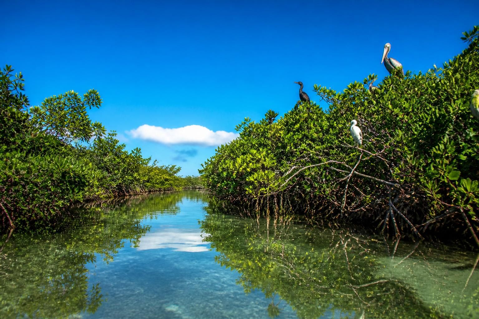 explora la increíble biodiversidad de la reserva natural de holbox y conoce sus especies de flora y fauna únicas en el mundo.