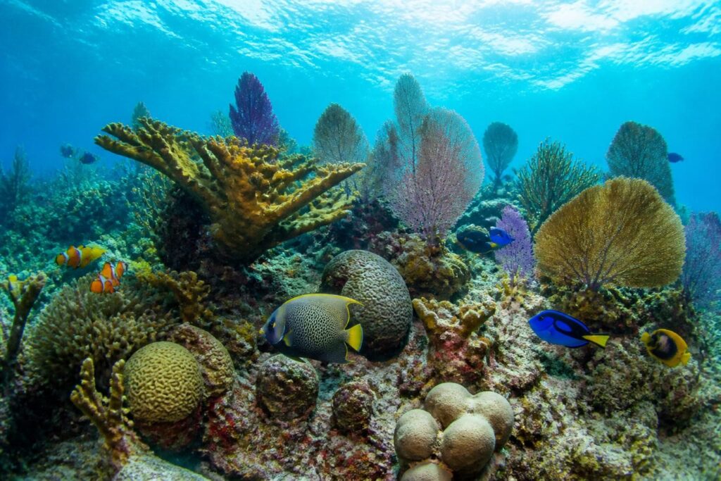 explora los arrecifes más impresionantes de cozumel y disfruta del snorkel en un paraíso marino lleno de vida y color.