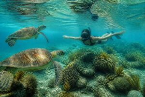 Guía completa para nadar con tortugas marinas en Akumal