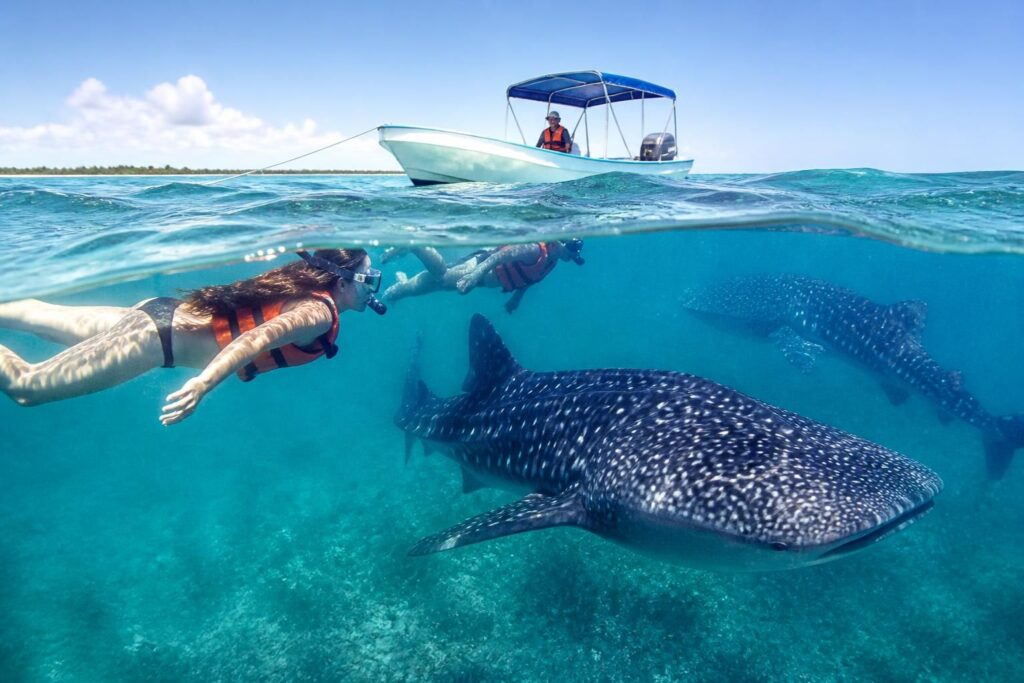 descubre la mejor época para nadar con tiburón ballena en holbox y aprovecha nuestros consejos útiles para vivir una experiencia segura e inolvidable.