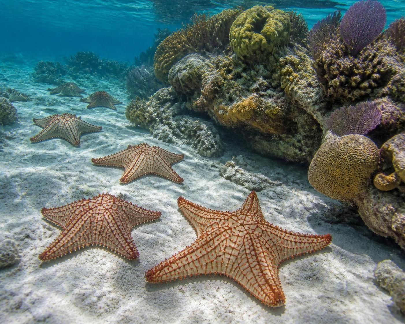 descubre por qué es importante no tocar las estrellas de mar en cozumel y aprende cómo contribuir a su protección para conservar este hermoso ecosistema marino.