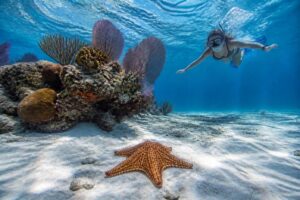 Por qué no debes tocar las estrellas de mar en Cozumel y cómo protegerlas