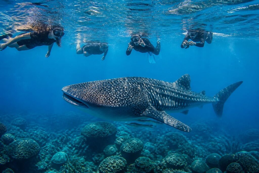 descubre los mejores meses para nadar con tiburón ballena en riviera maya y vivir una experiencia inolvidable en contacto con la naturaleza marina.