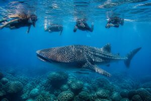 Mejores meses para nadar con tiburón ballena en riviera maya y disfrutar de una experiencia única