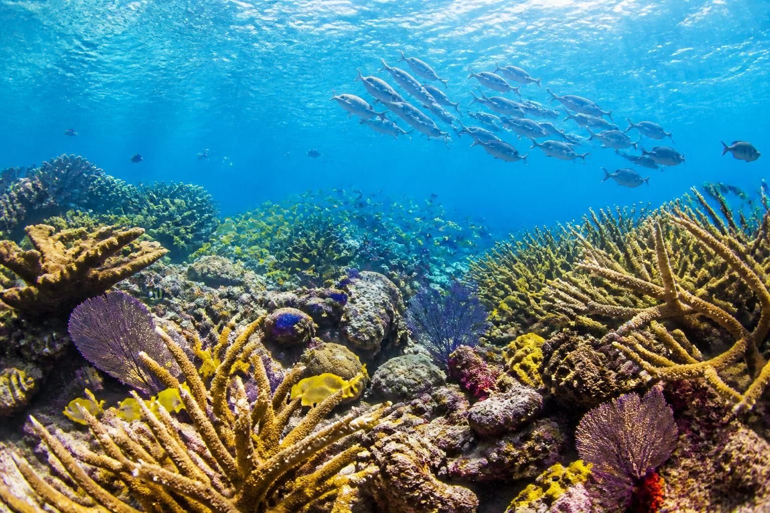descubre la importancia vital de proteger el arrecife de coral mesoamericano y su ecosistema para conservar la biodiversidad marina y apoyar las comunidades locales.