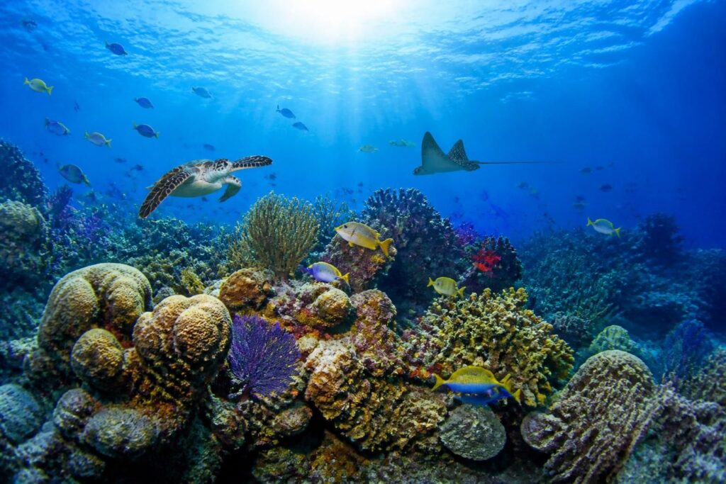 descubre la importancia vital de proteger el arrecife de coral mesoamericano y su ecosistema para conservar la biodiversidad marina y apoyar a las comunidades locales.