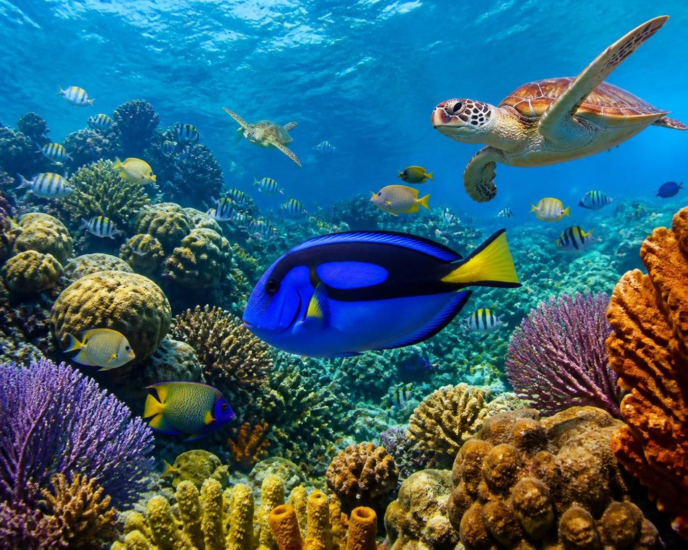 descubre la fascinante vida marina del caribe mexicano, conoce las especies más emblemáticas y los mejores lugares para explorarlas y disfrutar de un mundo submarino único.
