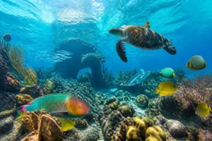 Vida marina del Caribe mexicano: qué especies puedes encontrar y dónde explorarlas